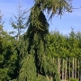 Eglė paprastoji (Picea abies) 'Frohburg'