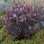 Snaputis pievinis  (Geranium pratense) 'Midnight Reiter'