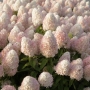Hortenzija šluotelinė (Hydrangea paniculata) 'Magical Sweet Summer'