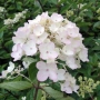 Hortenzija šluotelinė (Hydrangea paniculata) 'Bombshell'