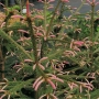 Eglė paprastoji (Picea abies) 'Roseum'