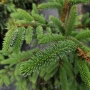 Eglė ajaninė (Picea  jezoensis)  'Landis'