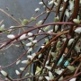 Karklas gulsčiasis (Salix repens) 'Boyd's Pendulous'