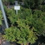 Buksmedis  paprastasis (Buxus sempervirens)