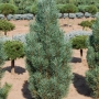 Pušis paprastoji (Pinus sylvestris) 'Fastigiata'