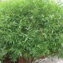 Gluosnis (Salix) 'Sharovidnyj karlik'
