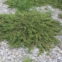 Kadagys paprastasis (Juniperus communis ) "Repanda"