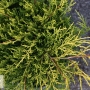 Kadagys tarpinis (Juniperus x media) 'Mordigan Gold'
