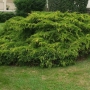 Kadagys tarpinis (Juniperus x media) 'Old Gold'