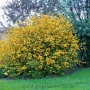 Kerija Japoninė (Kerria japonica) 'Pleniflora'