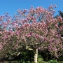 Magnolija sulanžo (Magnolia soulangeana) 'Rustica Rubra'
