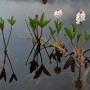 Puplaiškis trilapis (Menyanthes trifoliata)