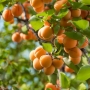 Abrikosas (Prunus) 'Somo'