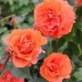 Rožė vijoklinė (Rosa) 'Naranga'