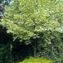 Klevas paprastasis (Acer platanoides) 'Drumondii'