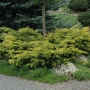 Kadagys tarpinis (Juniperus x media) 'Old Gold'
