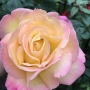 Rožė (Rosa) ' Peace'