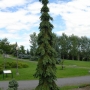 Eglė baltoji (Picea glauca) 'Pendula'