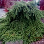 Eglė paprastoji (Picea abies) 'Formanek'Pa