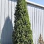 Eglė dygioji (Picea pungens) 'Iseli Fastigiate'