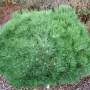 Pušis juodoji (Pinus nigra) 'Brepo'