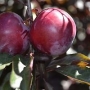 Slyva kaukazinė (sakura) (Prunus cerasifera) "Pissardii"