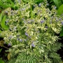 Palemonas mėlynasis (Polemonium caeruleum) 'Brise d'Anjou'