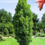 Ąžuolas paprastasis (Quercus robur) "Fastigiata"