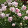 Rožė (Rosa) 'Wellenspiel'