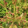 Eglė serbinė (Picea omorika) 'Roter Austrieb'