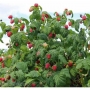 Avietė (Rubus) 'Tulameen'