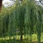 Gluosnis (Salix ) 'Plakuczyj Gnom'