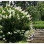 Hortenzija šluotelinė (Hydrangea paniculata) 'Tardiva'