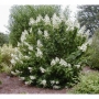 Hortenzija šluotelinė (Hydrangea paniculata) 'Tardiva'