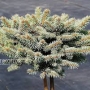 Eglė dygioji (Picea pungens) 'Tokarz' Pa
